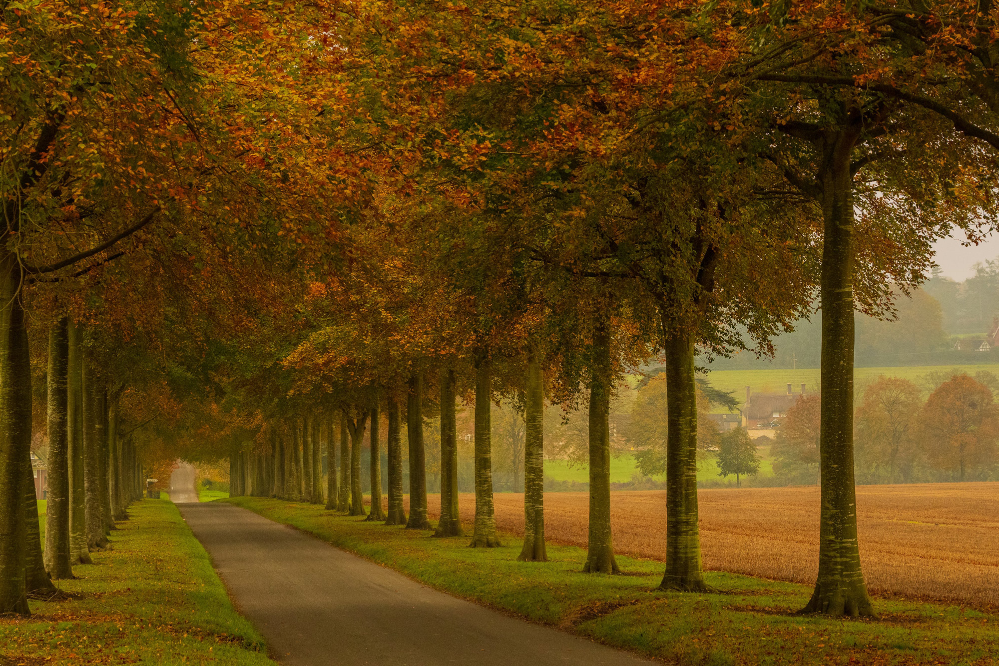 A long driveway lined with autumnal trees.